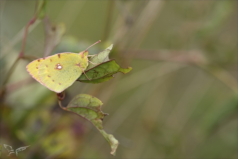 Colias crocea_01-11-23_03.jpg