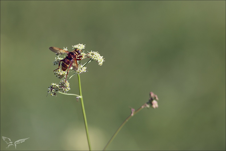 Milésie faux-frelon_08-08-23_02.jpg