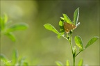 Botys vertical (Sitochroa verticalis)10-07-21