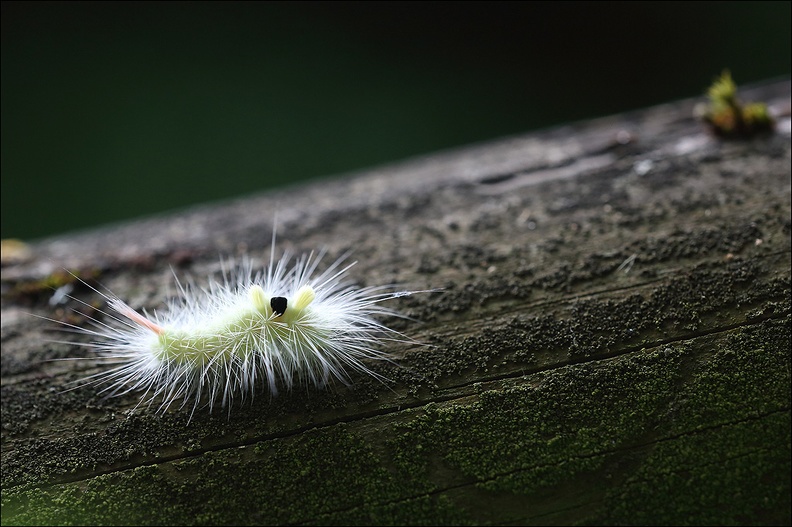 Bombyx pudibond, Calliteara pud_09-08-21_002.jpg