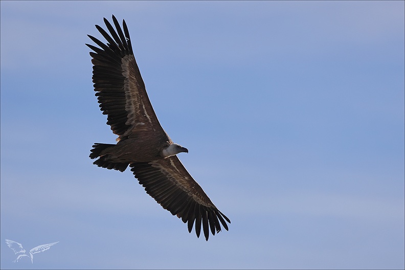 Vautour ciel