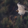 Vautour fauve 04