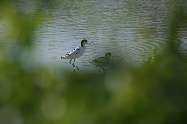 Avocette élégante_09-04-22_002.jpg