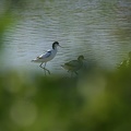 Avocette élégante 09-04-22 002