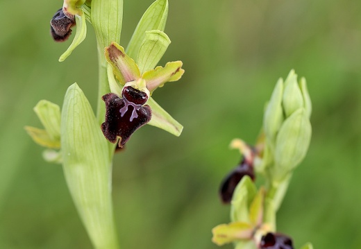 Ophrys passionnis lusus (1810 visits) Marais de la Passe, ile de Ré Ophrys passionnis lusus