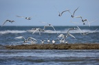 Sternes caugek 22-04-06 028