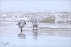 Bécasseau sanderling 01-12-23 22