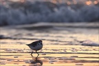 Bécasseau sanderling 02-12-23 23