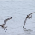 Barge rousse 17-12-23 50