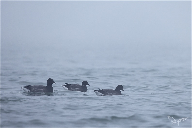 Brouillard matin 18-12-23 09