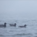 Brouillard matin 18-12-23 09