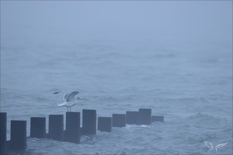 Brouillard matin 17-12-23 05