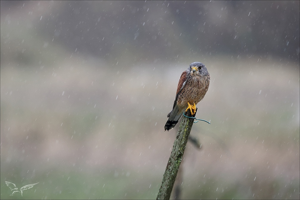 Faucon crécerelle sous la pluie 10-12-23 07