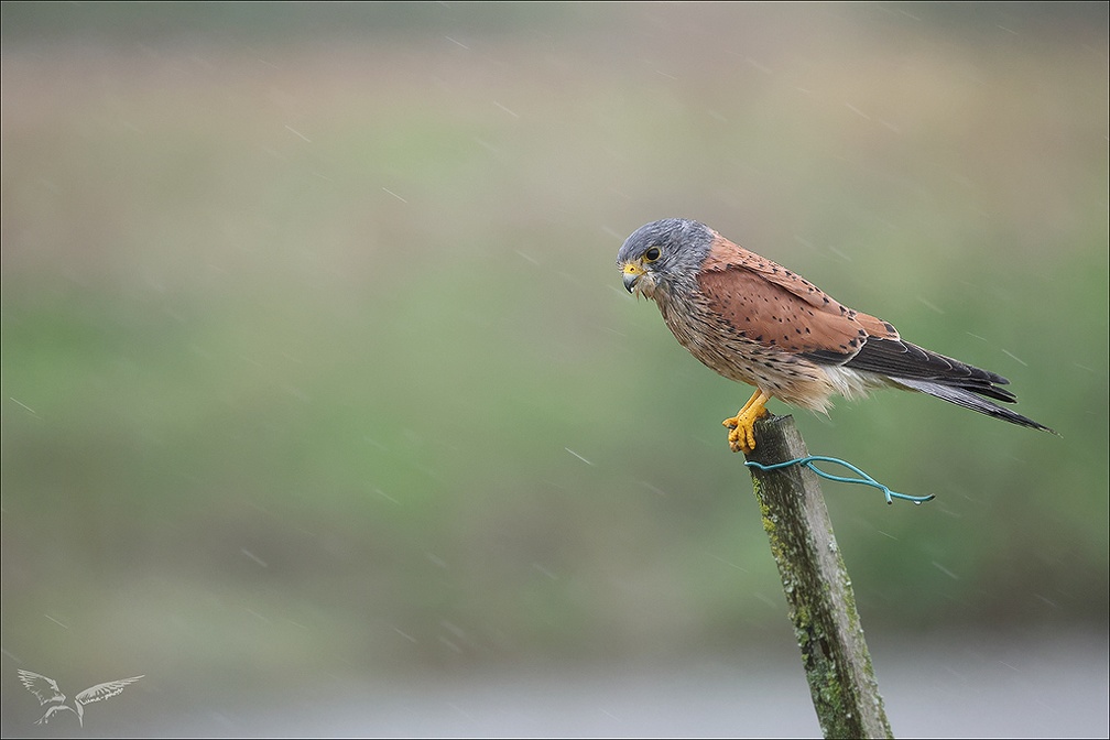 Faucon crécerelle sous la pluie 10-12-23 13