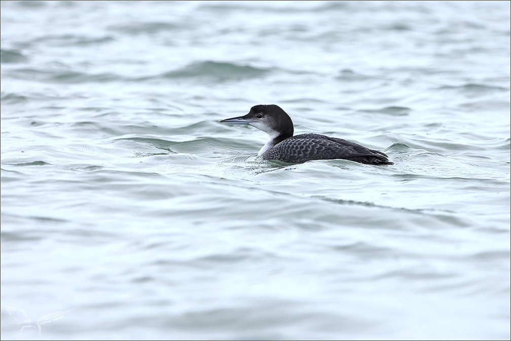 Plongeon imbrin 08-12-23 09