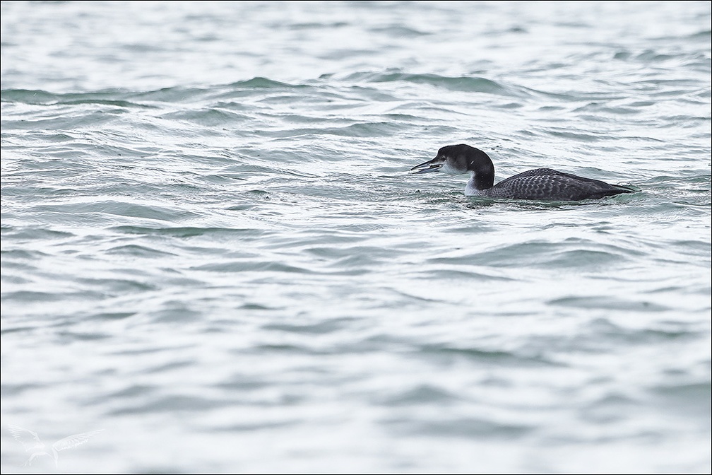 Plongeon imbrin 08-12-23 13