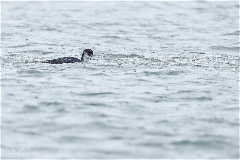 Plongeon imbrin 08-12-23 18