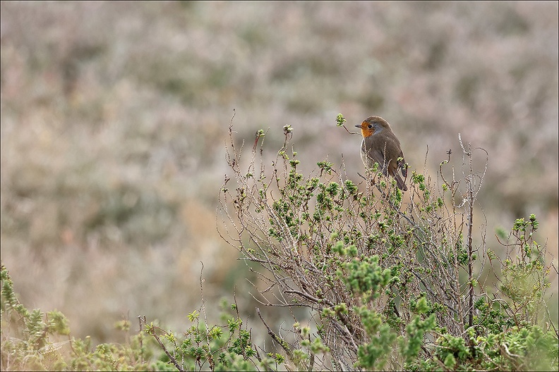 Rouge-gorge familier_06-12-23_01.jpg