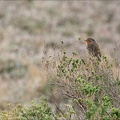 Rouge-gorge familier_06-12-23_01.jpg