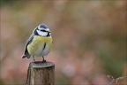 Mésange bleue 16-01-24 08