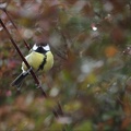Mésange charbonnière 15-01-24 02