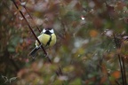 Mésange charbonnière 15-01-24 02