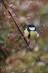 Mésange charbonnière 15-01-24 03