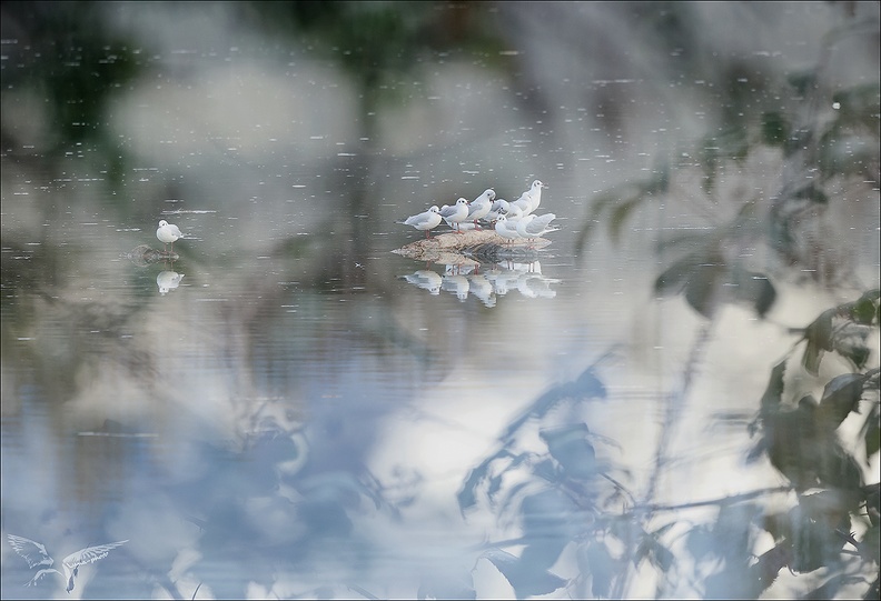 Mouette rieuse_01-01-24_04.jpg