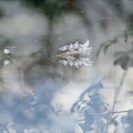Mouette rieuse 01-01-24 04