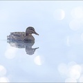 Canard colvert-reve 30-12-23 02