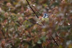 Mésange bleue 16-01-24 06