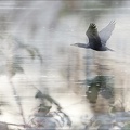Cormoran vol   de