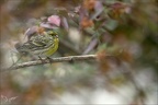 Serin cini 09-02-24 13