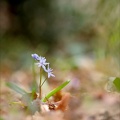 Scille à deux feuilles 05-03-24 10