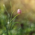 Fritillaire pintade 16-03-24 16