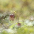 Fritillaire pintade 16-03-24 22+