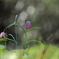 Fritillaire pintade 16-03-24 13
