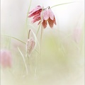 Fritillaire pintade 16-03-24 32