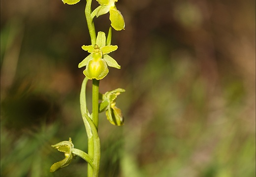 Ophrys exaltata hypochrome 24-03-24 23 (673 visits) Ophrys exaltata hypochrome 24-03-24 23
