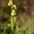 Ophrys exaltata  hypochrome 24-03-24 23