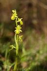 Ophrys exaltata  hypochrome 24-03-24 23