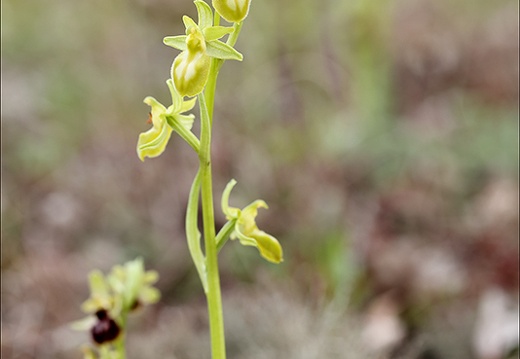 Ophrys exaltata hypochrome 24-03-24 08 (448 visits) Ophrys exaltata hypochrome 24-03-24 08