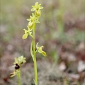 Ophrys exaltata  hypochrome 24-03-24 08