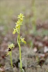 Ophrys exaltata  hypochrome 24-03-24 08