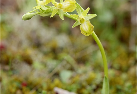 Ophrys exaltata hypochrome 24-03-24 16 (522 visits) Ophrys exaltata hypochrome 24-03-24 16