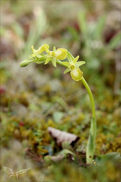 Ophrys exaltata  hypochrome_24-03-24_16.jpg