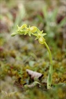 Ophrys exaltata  hypochrome 24-03-24 16