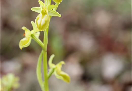 Ophrys exaltata hypochrome 24-03-24 12 (541 visits) Ophrys exaltata hypochrome 24-03-24 12