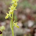 Ophrys exaltata  hypochrome 24-03-24 12