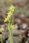 Ophrys exaltata  hypochrome 24-03-24 12